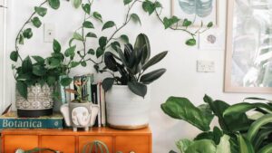 Houseplants Won’t Clean Your Air, but They Might Still Be Good for You