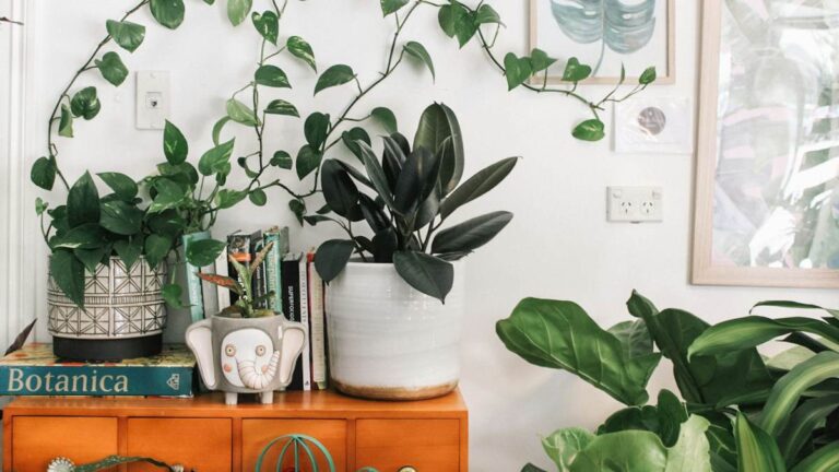 Houseplants Won’t Clean Your Air, but They Might Still Be Good for You