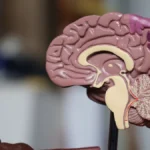 Left-Brained or Right-Brained? Scans of 1,011 Brains Found No Such Thing