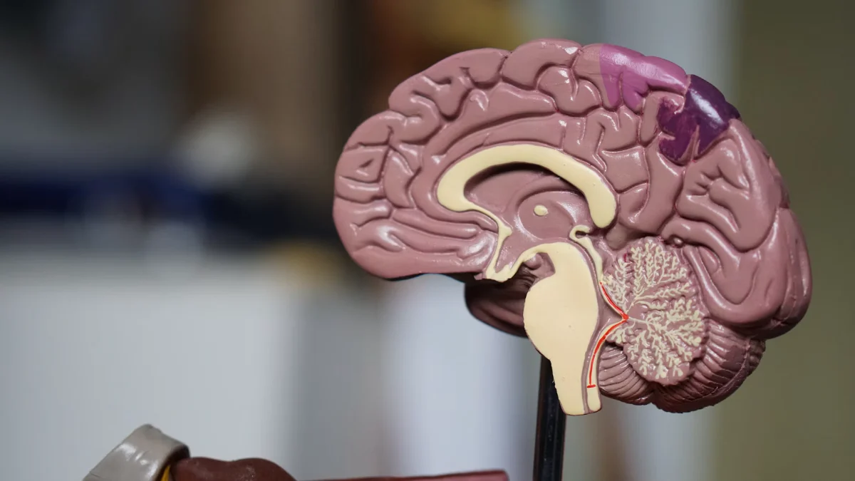 A plastic anatomical model of the human brain