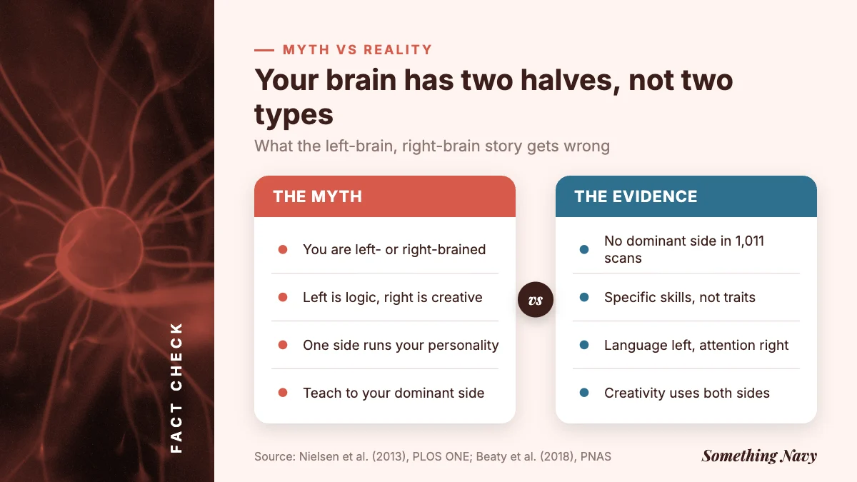 Myth versus evidence: people are not left- or right-brained; hemispheres specialise in tasks like language and attention.